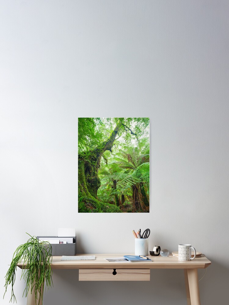 Thumbnail 2 of 3, Poster, Myrtle Beech Tree, Tarra Bulga National Park, Victoria, Australia designed and sold by Chockstone.