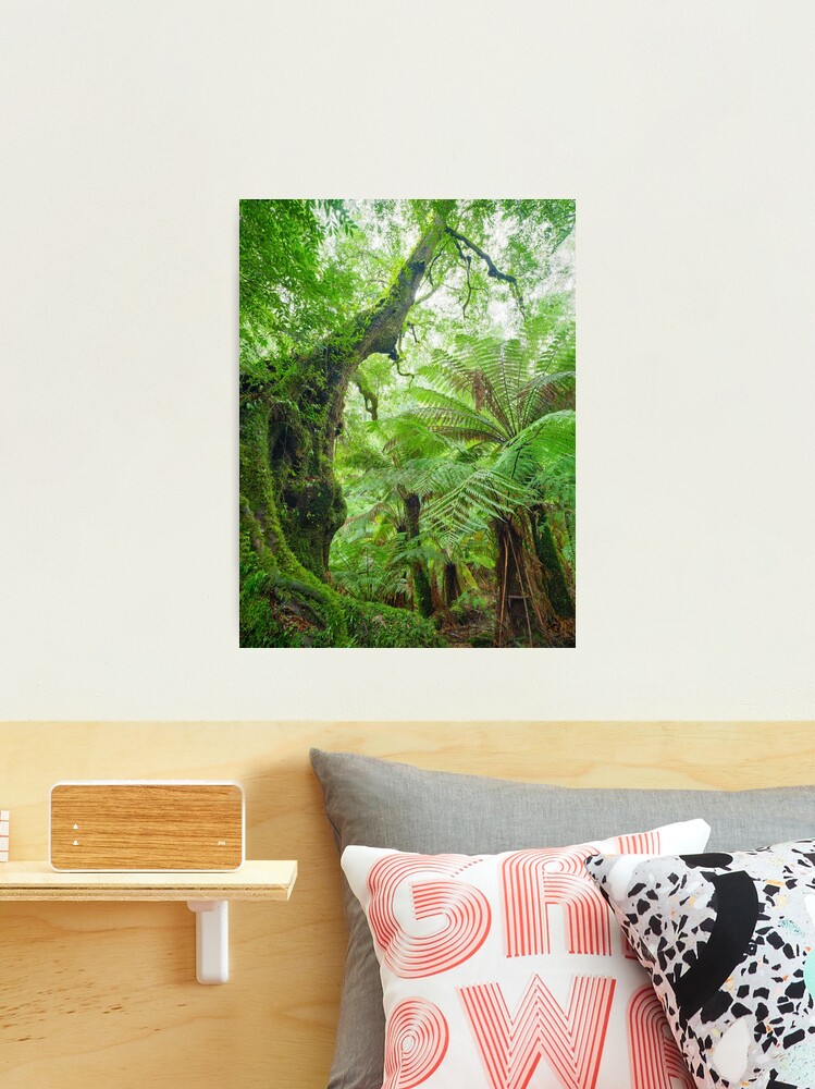 Thumbnail 2 of 3, Photographic Print, Myrtle Beech Tree, Tarra Bulga National Park, Victoria, Australia designed and sold by Chockstone.