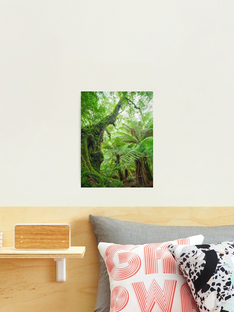 Thumbnail 2 of 3, Photographic Print, Myrtle Beech Tree, Tarra Bulga National Park, Victoria, Australia designed and sold by Chockstone.