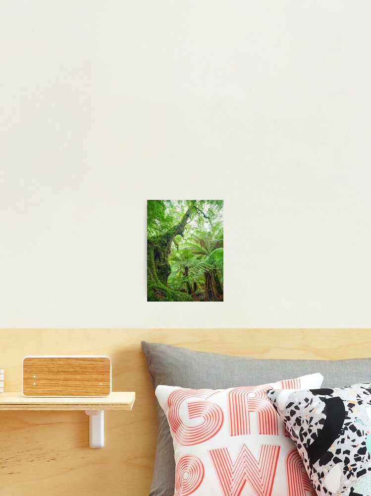 Thumbnail 2 of 3, Photographic Print, Myrtle Beech Tree, Tarra Bulga National Park, Victoria, Australia designed and sold by Chockstone.