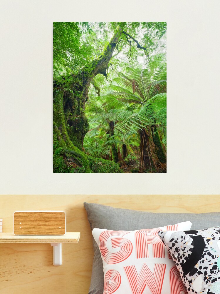 Thumbnail 1 of 3, Photographic Print, Myrtle Beech Tree, Tarra Bulga National Park, Victoria, Australia designed and sold by Chockstone.