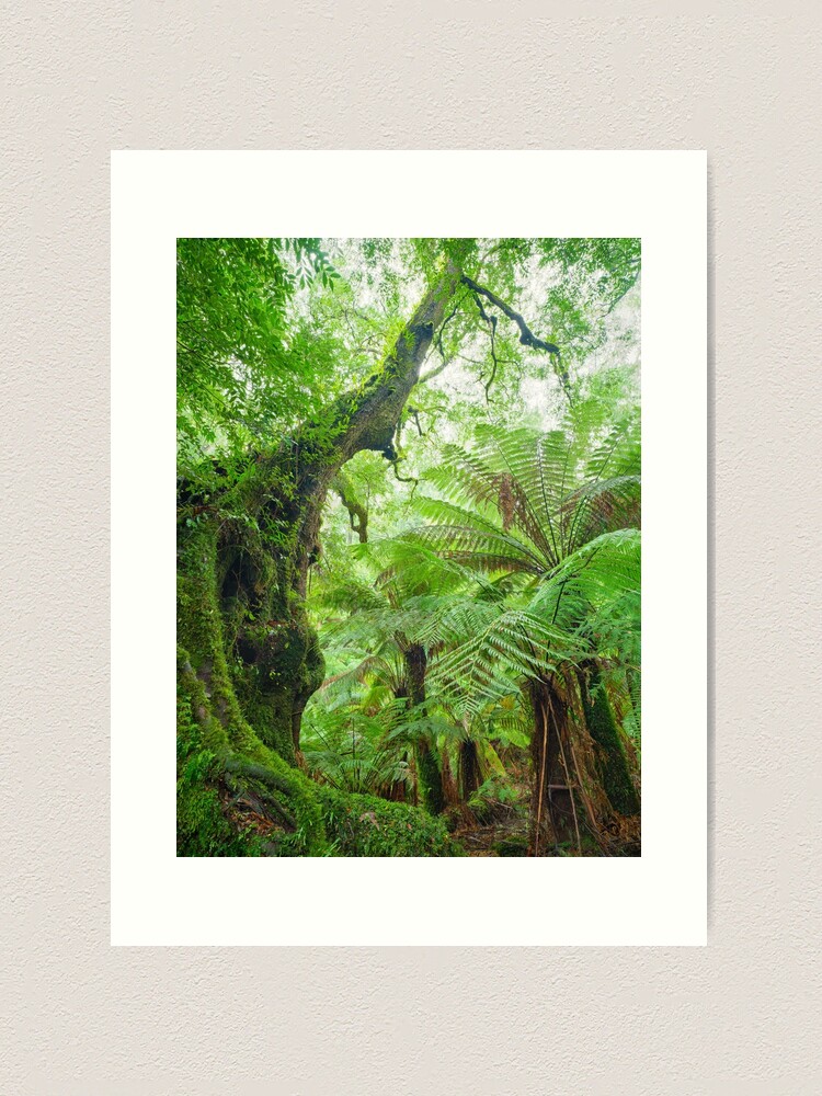 Thumbnail 1 of 3, Art Print, Myrtle Beech Tree, Tarra Bulga National Park, Victoria, Australia designed and sold by Chockstone.