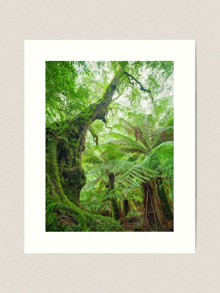 Thumbnail 2 of 3, Art Print, Myrtle Beech Tree, Tarra Bulga National Park, Victoria, Australia designed and sold by Chockstone.