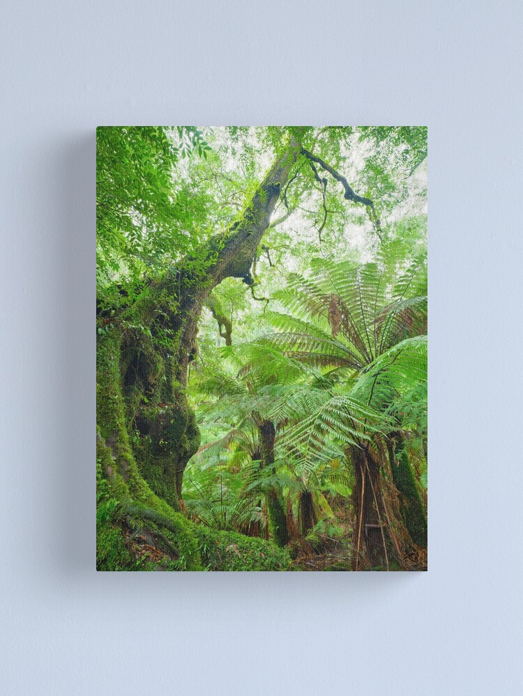 Thumbnail 1 of 3, Canvas Print, Myrtle Beech Tree, Tarra Bulga National Park, Victoria, Australia designed and sold by Chockstone.
