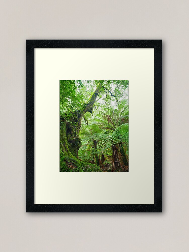 Thumbnail 1 of 7, Framed Art Print, Myrtle Beech Tree, Tarra Bulga National Park, Victoria, Australia designed and sold by Chockstone.