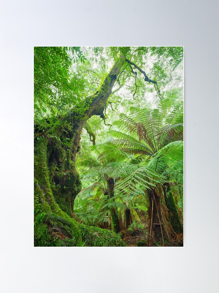 Thumbnail 1 of 3, Poster, Myrtle Beech Tree, Tarra Bulga National Park, Victoria, Australia designed and sold by Chockstone.