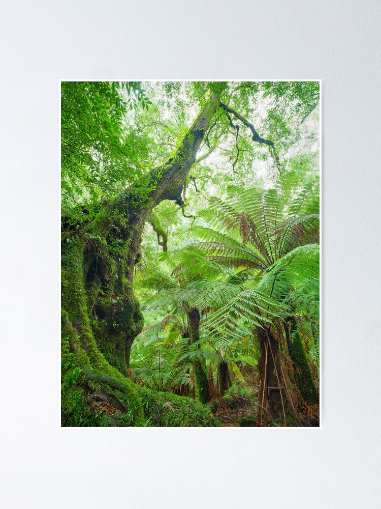 Thumbnail 1 of 3, Poster, Myrtle Beech Tree, Tarra Bulga National Park, Victoria, Australia designed and sold by Chockstone.
