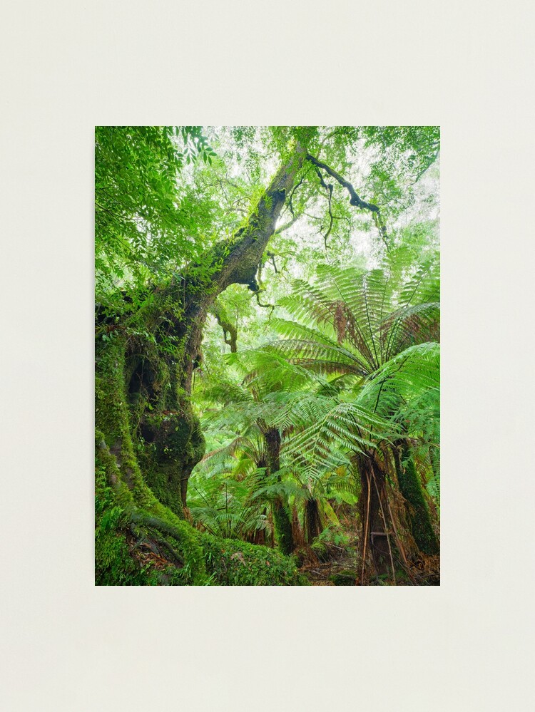 Thumbnail 1 of 3, Photographic Print, Myrtle Beech Tree, Tarra Bulga National Park, Victoria, Australia designed and sold by Chockstone.