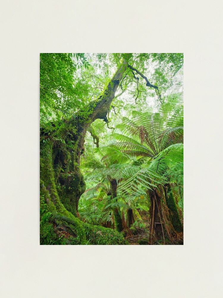 Thumbnail 2 of 3, Photographic Print, Myrtle Beech Tree, Tarra Bulga National Park, Victoria, Australia designed and sold by Chockstone.