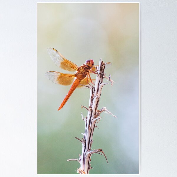Item preview, Flame Skimmer on Agave designed and sold by Ruth Jolly.