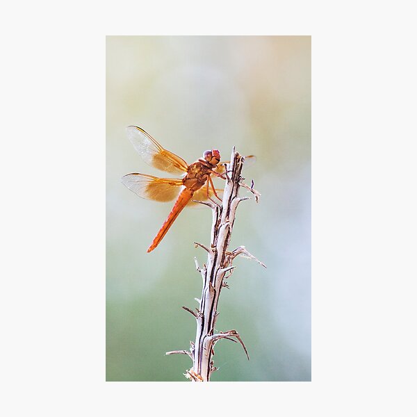 Item preview, Flame Skimmer on Agave designed and sold by Ruth Jolly.