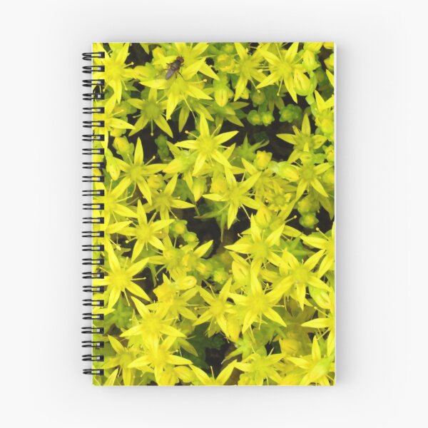 Item preview, Sedum designed and sold by wiggyofipswich.