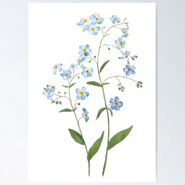 Botanical illustration forget me not Cut Out Stock Images & Pictures - Alamy
