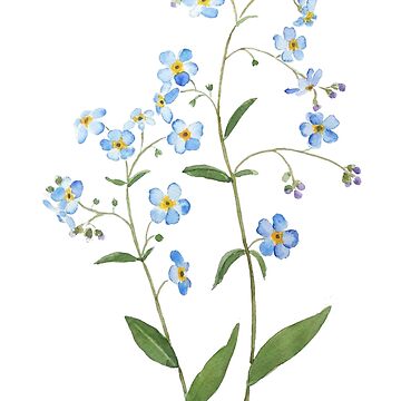 Artwork thumbnail, hand painted blue forget me not flowers 2021 watercolor by ColorandColor