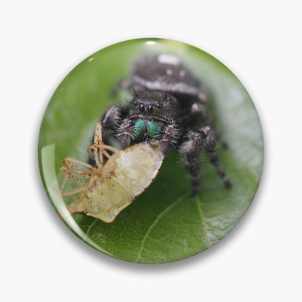 Item preview, Phidippus audax (bold jumping spider) with prey (stinkbug) designed and sold by SDym Photography.