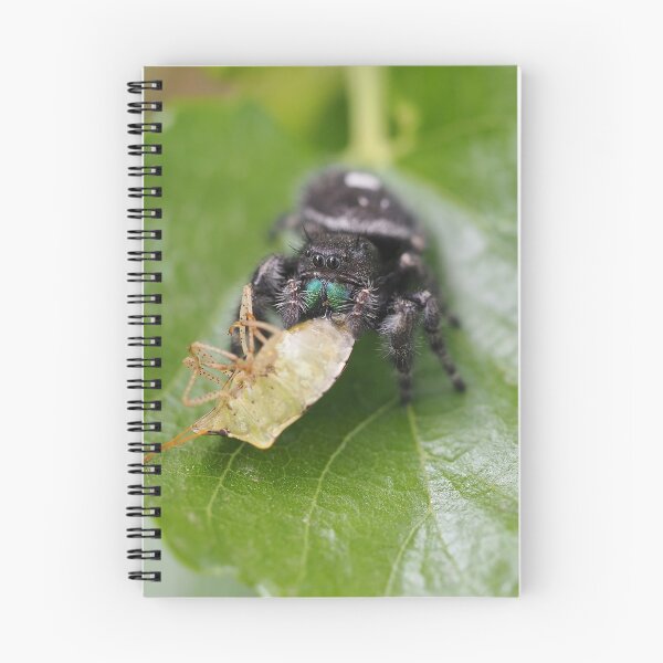 Item preview, Phidippus audax (bold jumping spider) with prey (stinkbug) designed and sold by SDym Photography.
