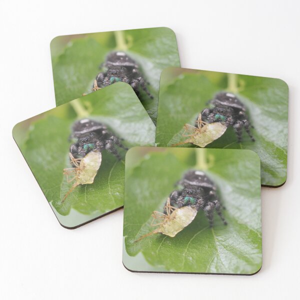 Item preview, Phidippus audax (bold jumping spider) with prey (stinkbug) designed and sold by SDym Photography.