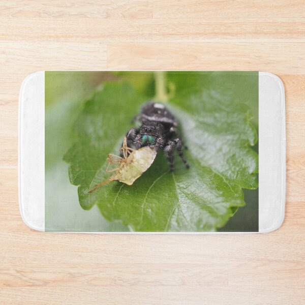 Item preview, Phidippus audax (bold jumping spider) with prey (stinkbug) designed and sold by SDym Photography.