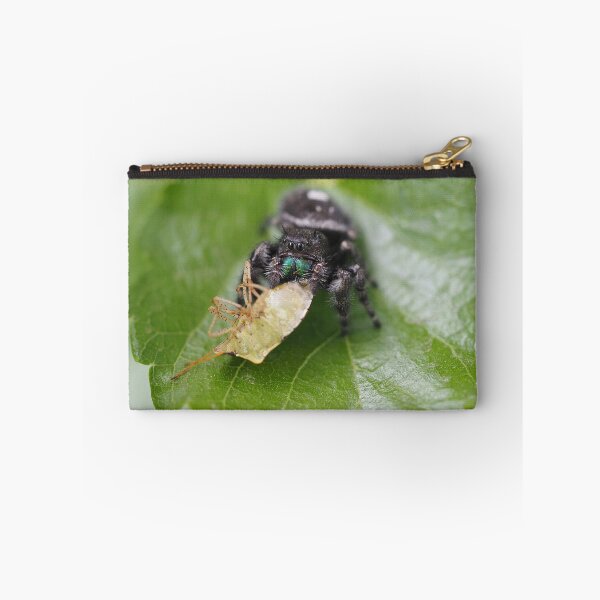 Item preview, Phidippus audax (bold jumping spider) with prey (stinkbug) designed and sold by SDym Photography.