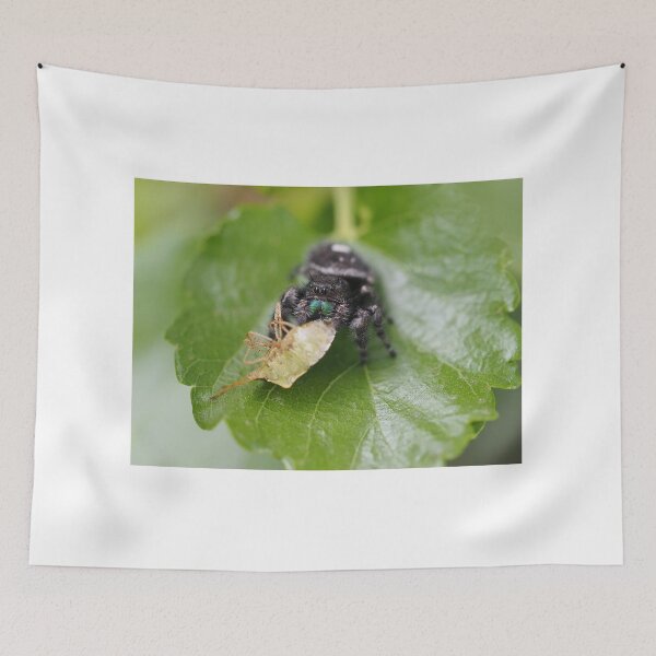 Item preview, Phidippus audax (bold jumping spider) with prey (stinkbug) designed and sold by SDym Photography.