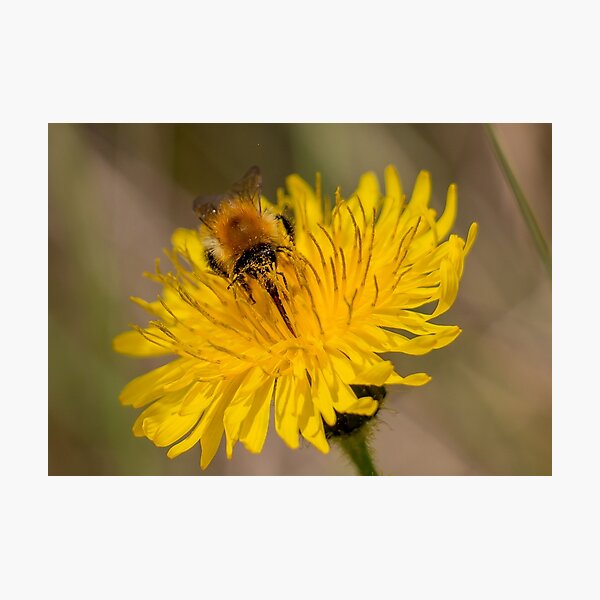 Carder Bee Photographic Print