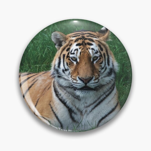 Item preview, A Tiger Laying Down designed and sold by DaveBond.