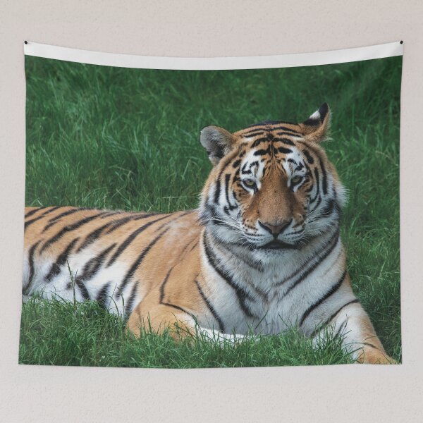 Item preview, A Tiger Laying Down designed and sold by DaveBond.