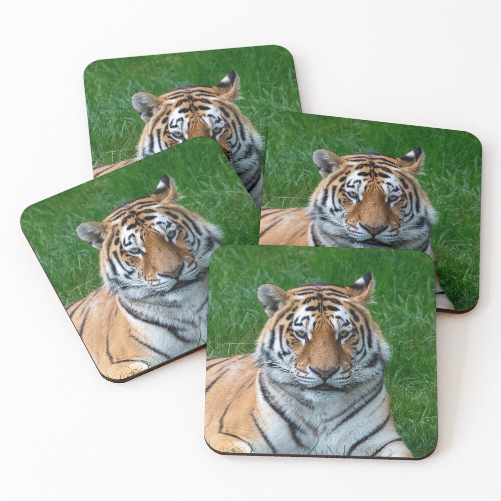 A Tiger Face Looking Out Coasters (Set of 4)