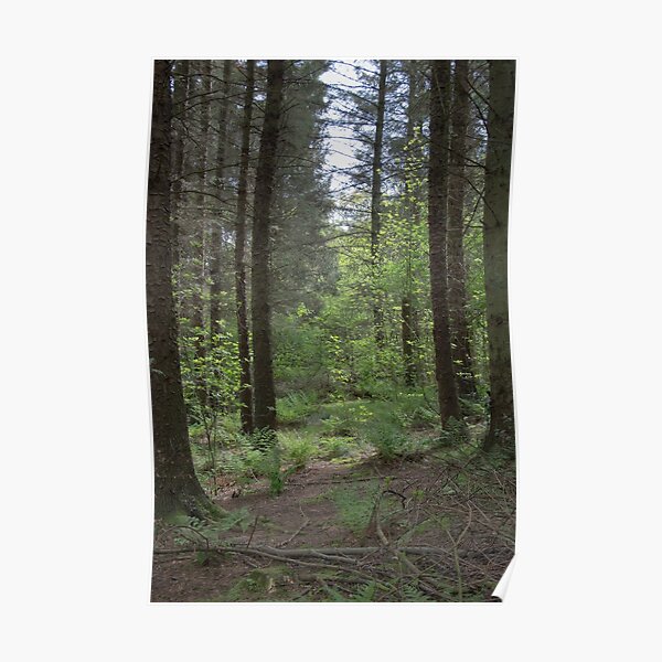 Woodland walk Poster