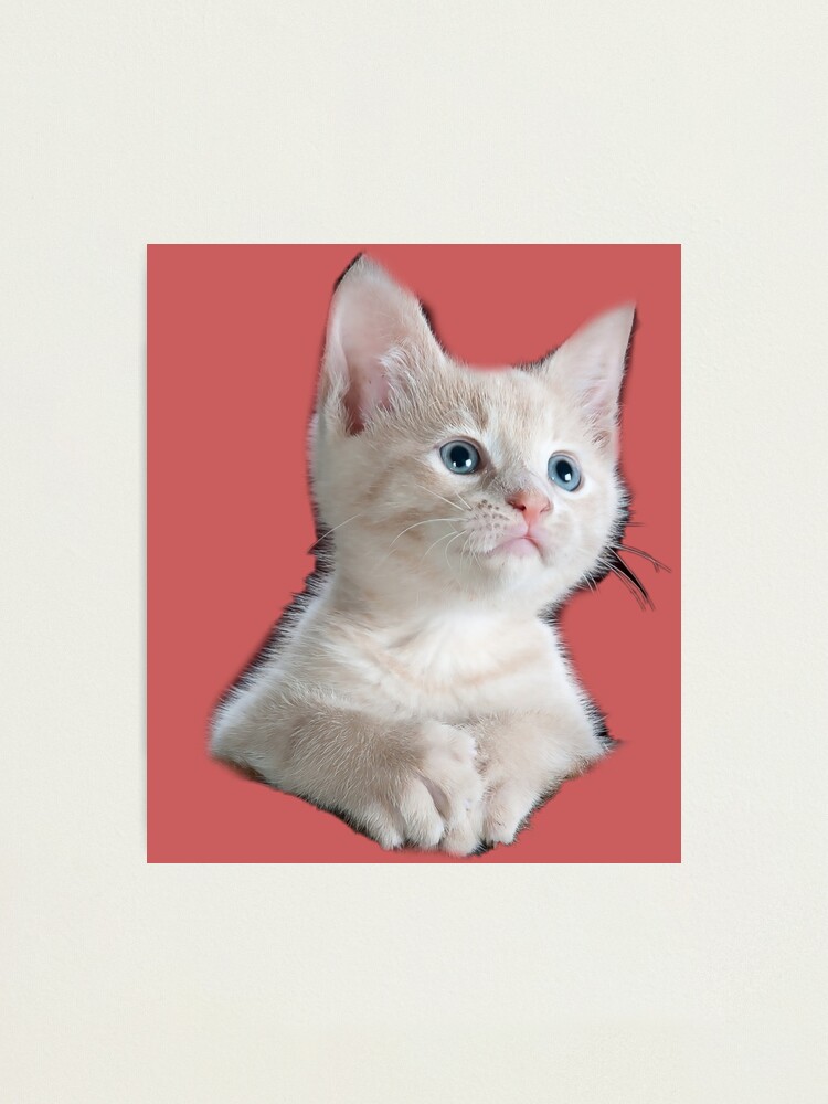 Cat PFP | Photographic Print