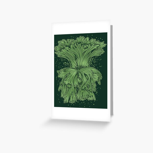 staghorn fern illustration - platycerium kitshakood hybrid