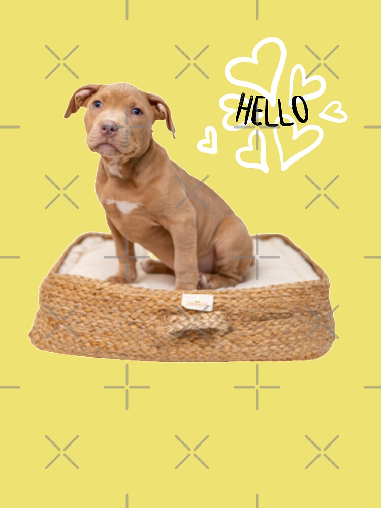 Adorable and cute puppy American Pit Bull Terrier says hello to