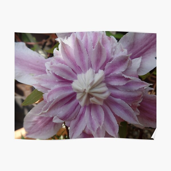 Macro shot of a Clematis Poster
