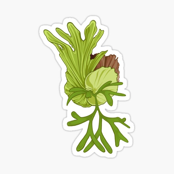 staghorn fern illustration - platycerium coronarium Sticker