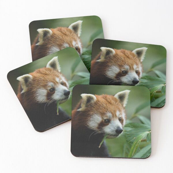 Item preview, Red Panda designed and sold by rawshutterbug.