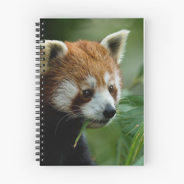Item preview, Red Panda designed and sold by rawshutterbug.
