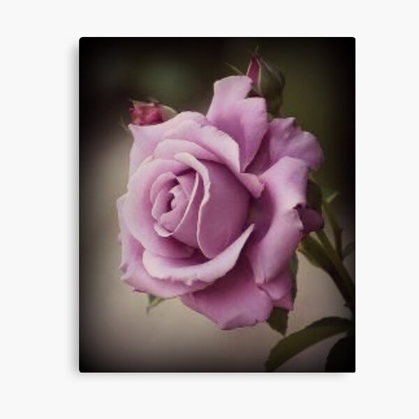 Pink Rose - Digitally Altered Photography Canvas Print
