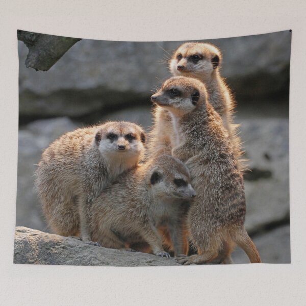 Artikelvorschau, Meerkat 075 entworfen und verkauft von JAMFoto.