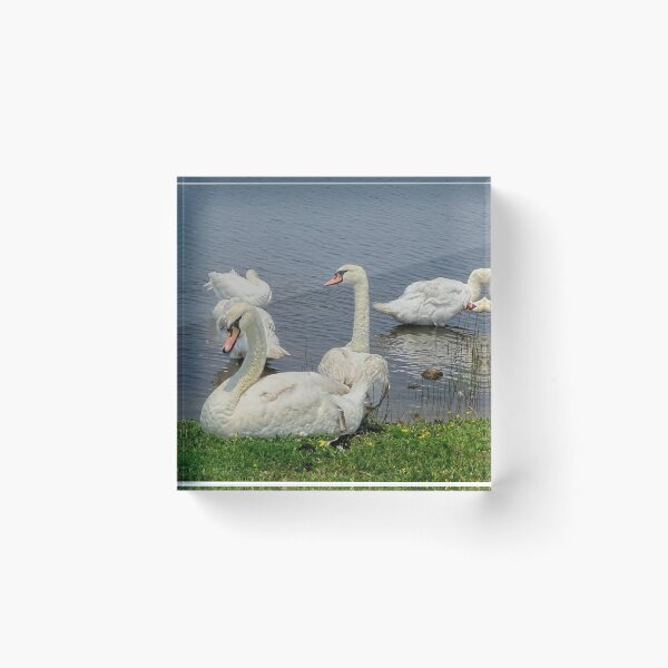 Item preview, Swan's Day Out designed and sold by Lynney.