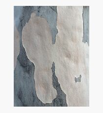 Australian design - Abstract Gum Tree Bark 2 Photographic Print