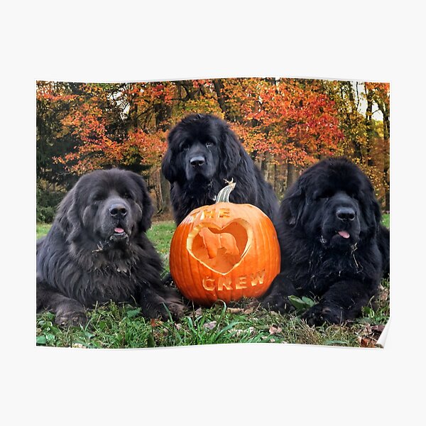 Pumpkin Poster