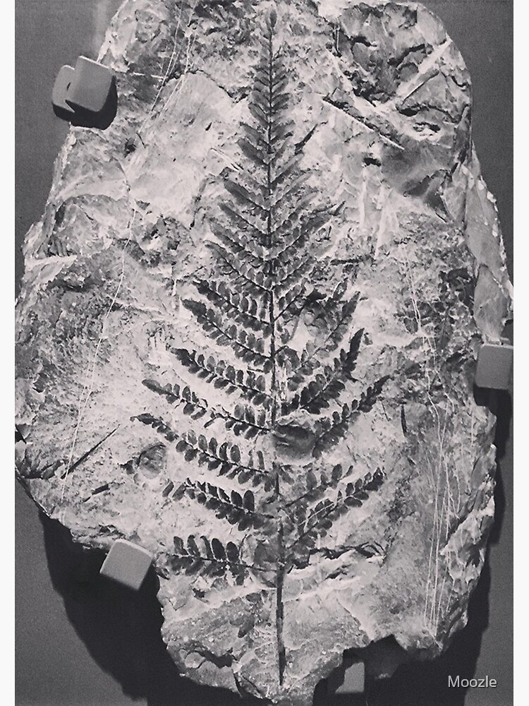 Fern Fossil