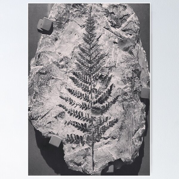 Item preview, Fern Fossil designed and sold by Moozle.