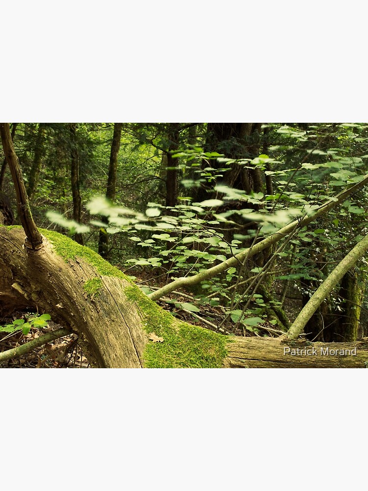 Thumbnail 3 of 3, Photographic Print, Like a little breath in the forest designed and sold by Patrick Morand.