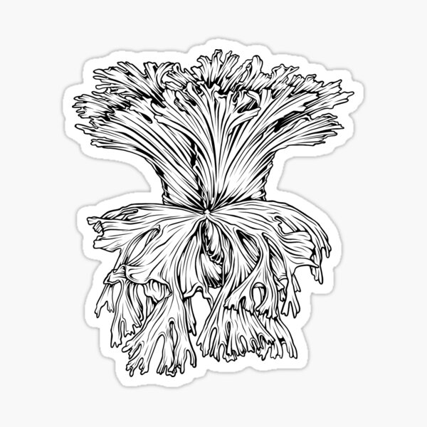 Staghorn Fern Illustration Platycerium Kitshakood Hybrid Sticker By Farhanfatich Redbubble