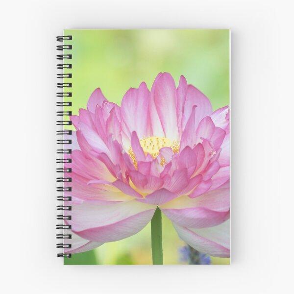 Item preview, Holy Love Lotus designed and sold by TJ Devadatta Best.