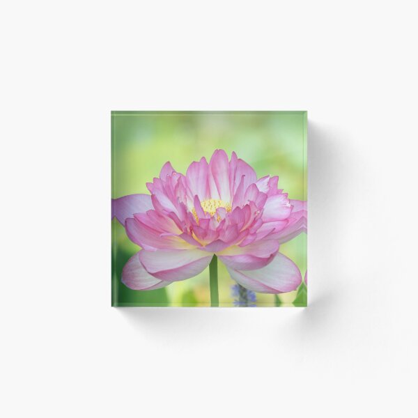 Item preview, Holy Love Lotus designed and sold by TJ Devadatta Best.