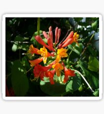 Orange Flowers of Woodbine HoneySuckle Sticker