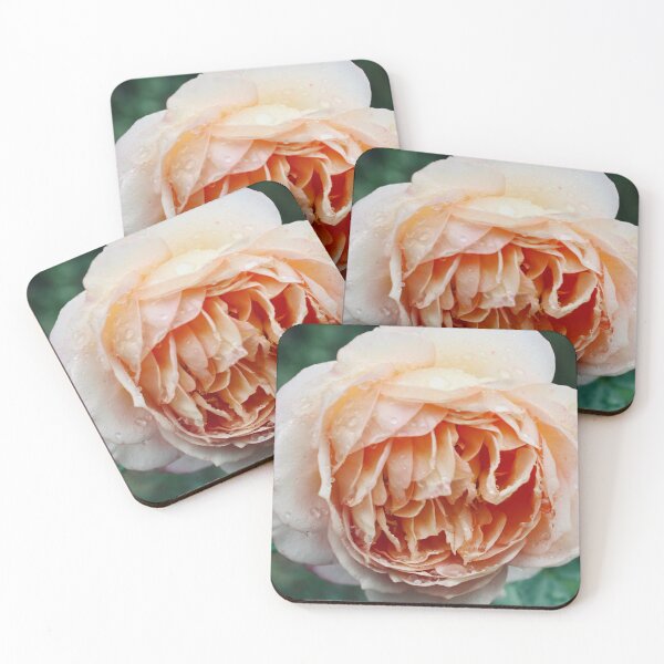 Artikelvorschau, Wunderschönes rosa Rosenfoto, aufgenommen im Botanischen Garten von Montreal entworfen und verkauft von LunchboxGifts.