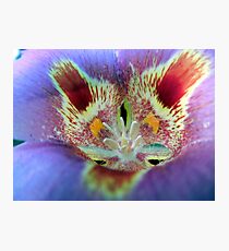 Deep Inside a Mariposa Lily Photographic Print